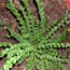 Athyrium filix-femina frizelliae
